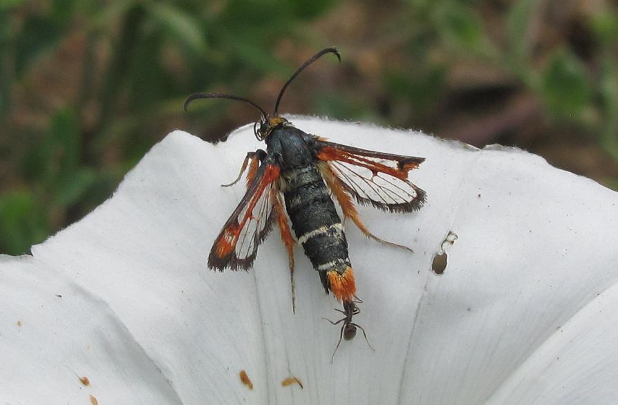 Pyropteron chrysidiformis?